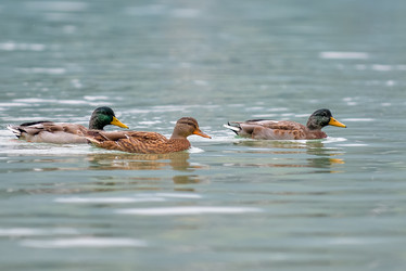 Similar image 12201424