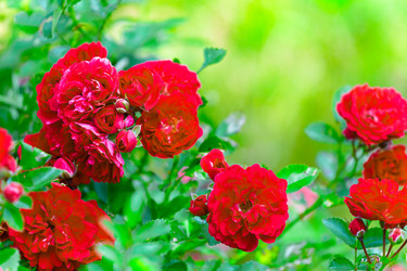 Similar image 12197136