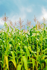 Similar image 12216197