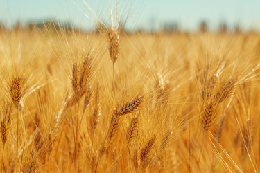 Similar image 12217739