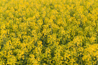 Similar image 12227211