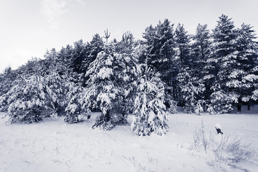 Similar image 12227352