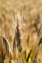 Similar image 12250601