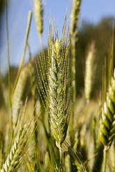 Similar image 12254071