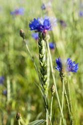 Similar image 12254804