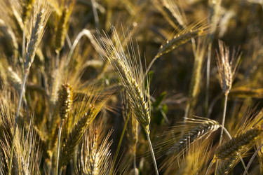 Similar image 12254030