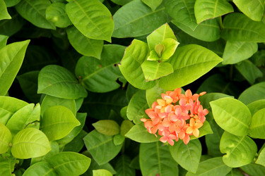 Similar image 12250789