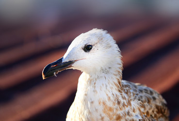 Similar image 12347499