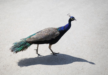 Similar image 12225740