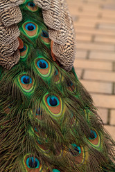 Similar image 12350366