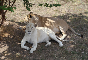 Similar image 12224452