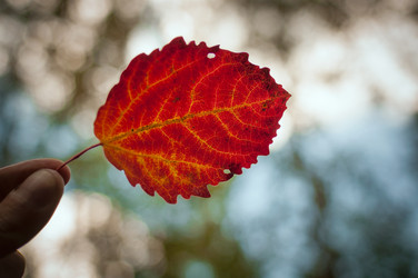 Similar image 12225109