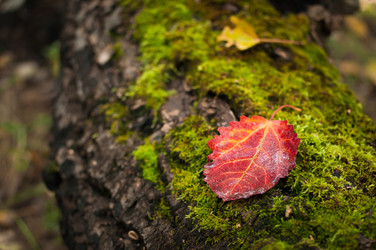 Similar image 12225110