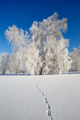 Similar image 12254618