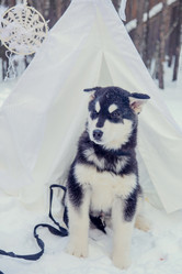 Similar image 12224936