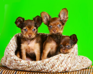 Similar image 12225455