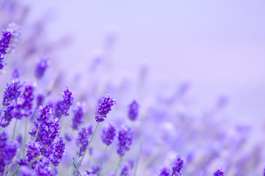 Similar image 12250274