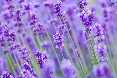 Similar image 12250275