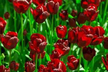 Similar image 12250260