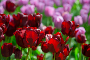 Similar image 12250261