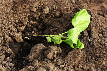 Similar image 12250302