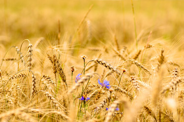 Similar image 12254549