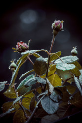 Similar image 12346989