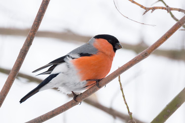 Similar image 12349743