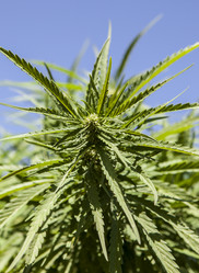 Similar image 12619746