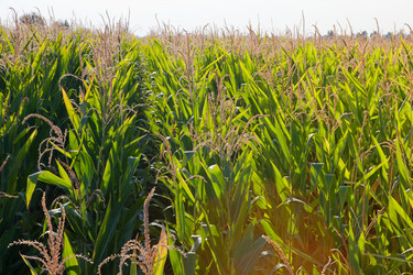 Similar image 12653799