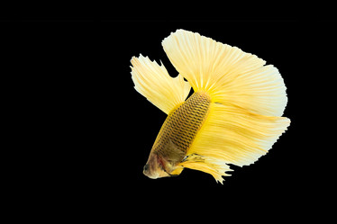 Similar image 12484712