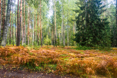 Similar image 12582892