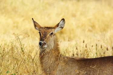 Similar image 12687667