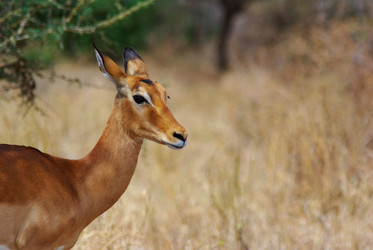 Similar image 12687679