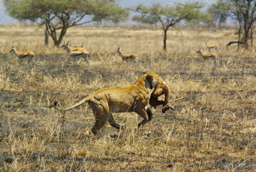 Similar image 12688211