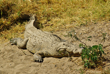 Similar image 12688231