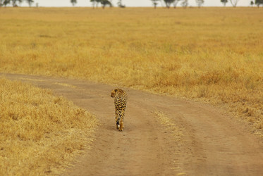 Similar image 12688257