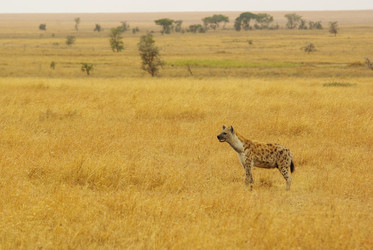 Similar image 12688330