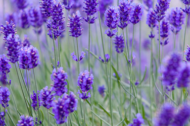 Similar image 12596865