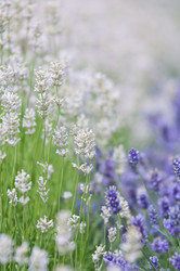 Similar image 12596866