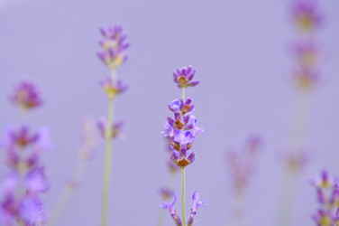 Similar image 12596932