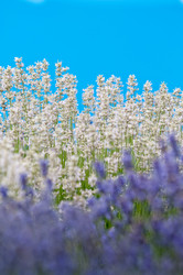 Similar image 12596957