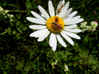 Similar image 12455331