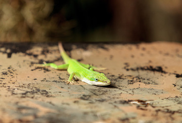 Similar image 12596740