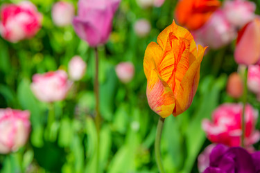 Similar image 12506550