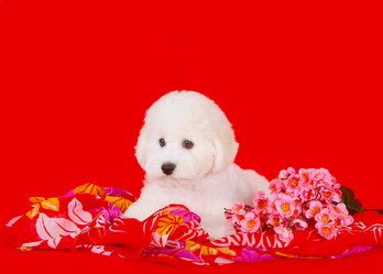 Similar image 12504927