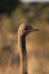 Similar image 12583056