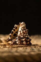 Similar image 12581114