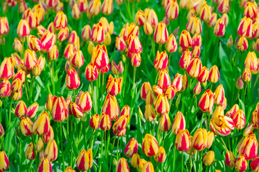 Similar image 12582561