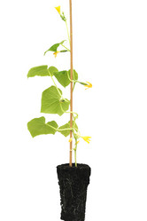 Similar image 12581642